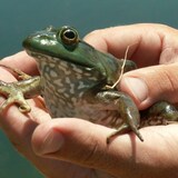 美洲牛蛙。