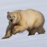 Un ours polaire se déplace sur la neige. 