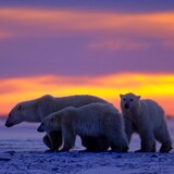 Une famille d’ours polaires