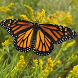 Una mariposa monarca sobre una flor.