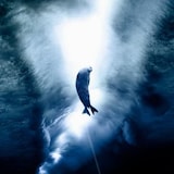 Un phoque nage dans les eaux glacées de l'Arctique.