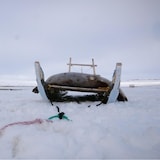 Un phoque qui vient d'être chassé est posé dans un traîneau traditionnel de bois, à Resolute Bay, au Nunavut, en juin 2022.