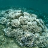 Des coraux blanchis dans la mer.