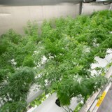 Des plantes dans une serre hydroponique.