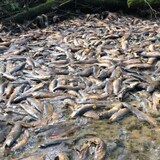Des saumons morts dans un ruisseau asséché.