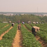 عمال أجانب موسميون يعملون في حقل فراولة في مقاطعة كيبيك.