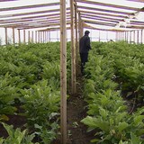 Un homme est debout entre des rangées de plants d'aubergines dans une serre.