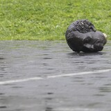 Una estatua derribada y descabezada.