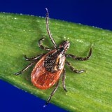 This undated photo provided by the U.S. Centers for Disease Control and Prevention (CDC) shows a blacklegged tick, also known as a deer tick. There have been 17,080 reported cases of Lyme disease across Canada between 2009 and 2022. (CDC/The Associated Press)