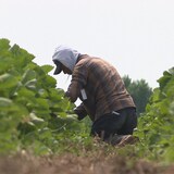 (Archives) Des travailleurs étrangers temporaires s'affairent dans un champs. 