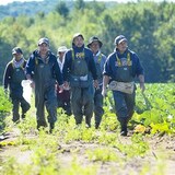 Des travailleurs étrangers dans un champ.