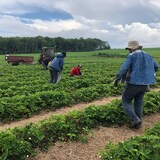 Des travailleurs retirent les mauvaises herbes d'un champ de fraises.
