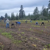عمّال أجانب مؤقتون خلال العمل في أحد الحقول الزراعية في غرب كندا.