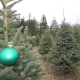Mga ibinebentang fresh Christmas trees.