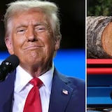 U.S. President Donald Trump could impose further tariffs as part of a Section 232 investigation into imported wood products — which is a law that authorizes investigations into matters of national security. 