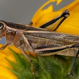 The two-striped grasshopper is one of the pest species that commonly damages crops in Alberta. 