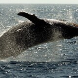 A humpback whale leaps out of the water. (AP Photo/Reed Saxon)