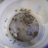 Des moustiques dans un filet.