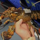龙虾