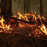 A hot spot from the Lower East Adams Lake wildfire is seen in Scotch Creek, B.C., in 2023.