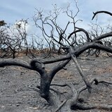 Charred branches jut out of the soil in the Dorset heath lands after a wildfire broke out on July 3. U.K. researchers are developing a national wildfire danger rating system based on a decades-old Canadian model used to determine forest fire risk. (Lauren Sproule/ CBC)