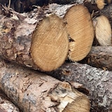 Des arbres coupés dont les branches ont été retirées et empilées les uns sur les autres.