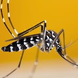 Un moustique tigre (Aedes Albopictus). Este insecto puede puede portar los virus de enfermedades como el Zika y del Nilo Occidental.