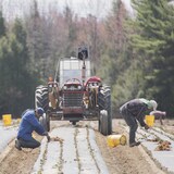 Des travailleurs agricoles plantent des fraises dans un champ du Québec.