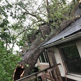 大樹倒下砸壞屋頂。