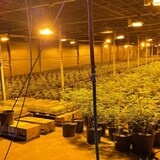 Un invernadero clandestino de cultivo de marihuana.