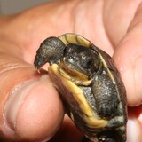 Una tortuga bebé.