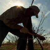 Un travailleur agricole s'occupe de pieds de vigne.