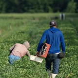 Des personnes cueillent des fraises dans les champs d'une ferme de Lanaudière.