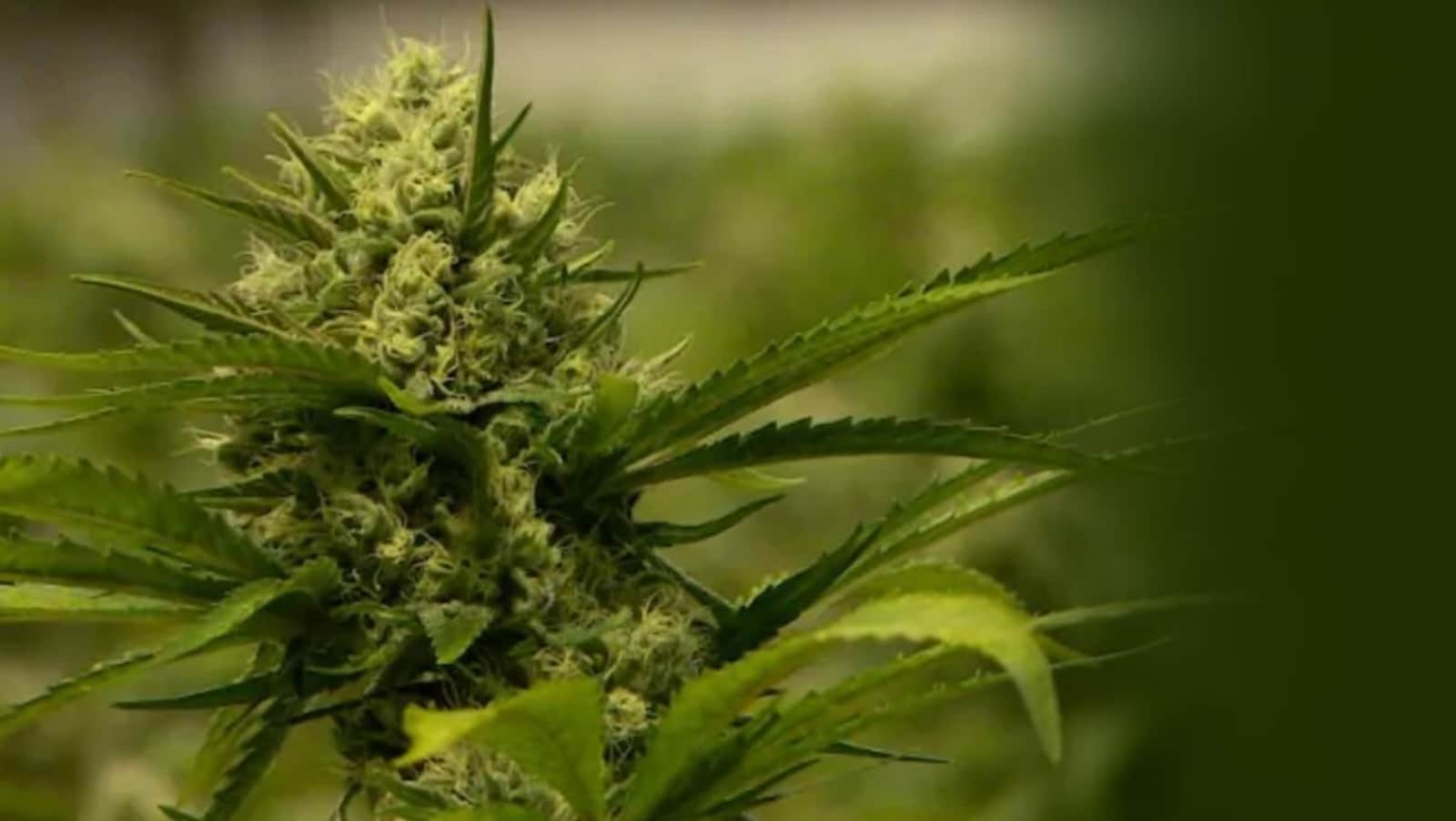 Le cannabis
Comprendre la légalisation et ses effets