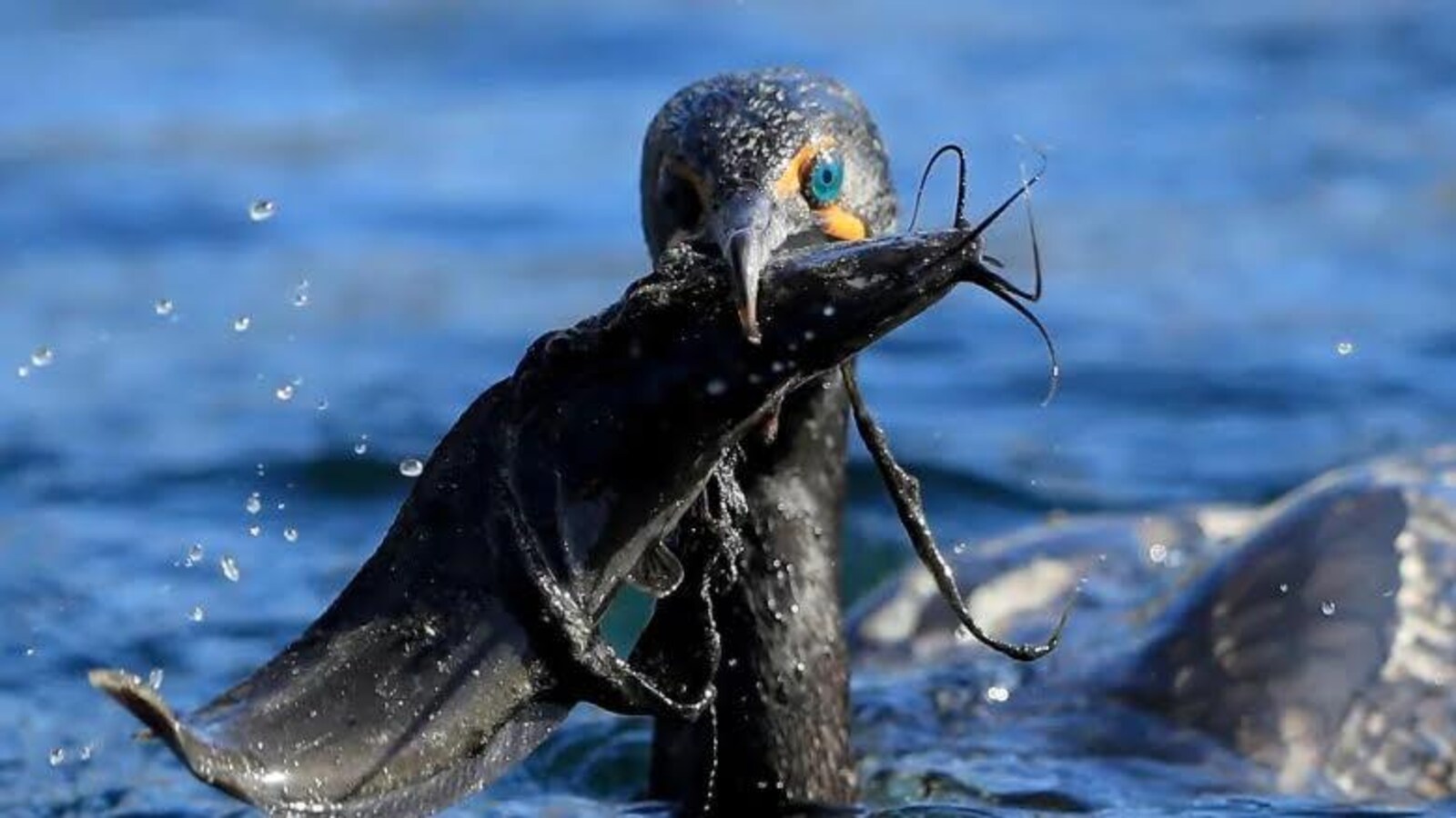 Un cormoran à aigrettes avec un poisson dans son bec.