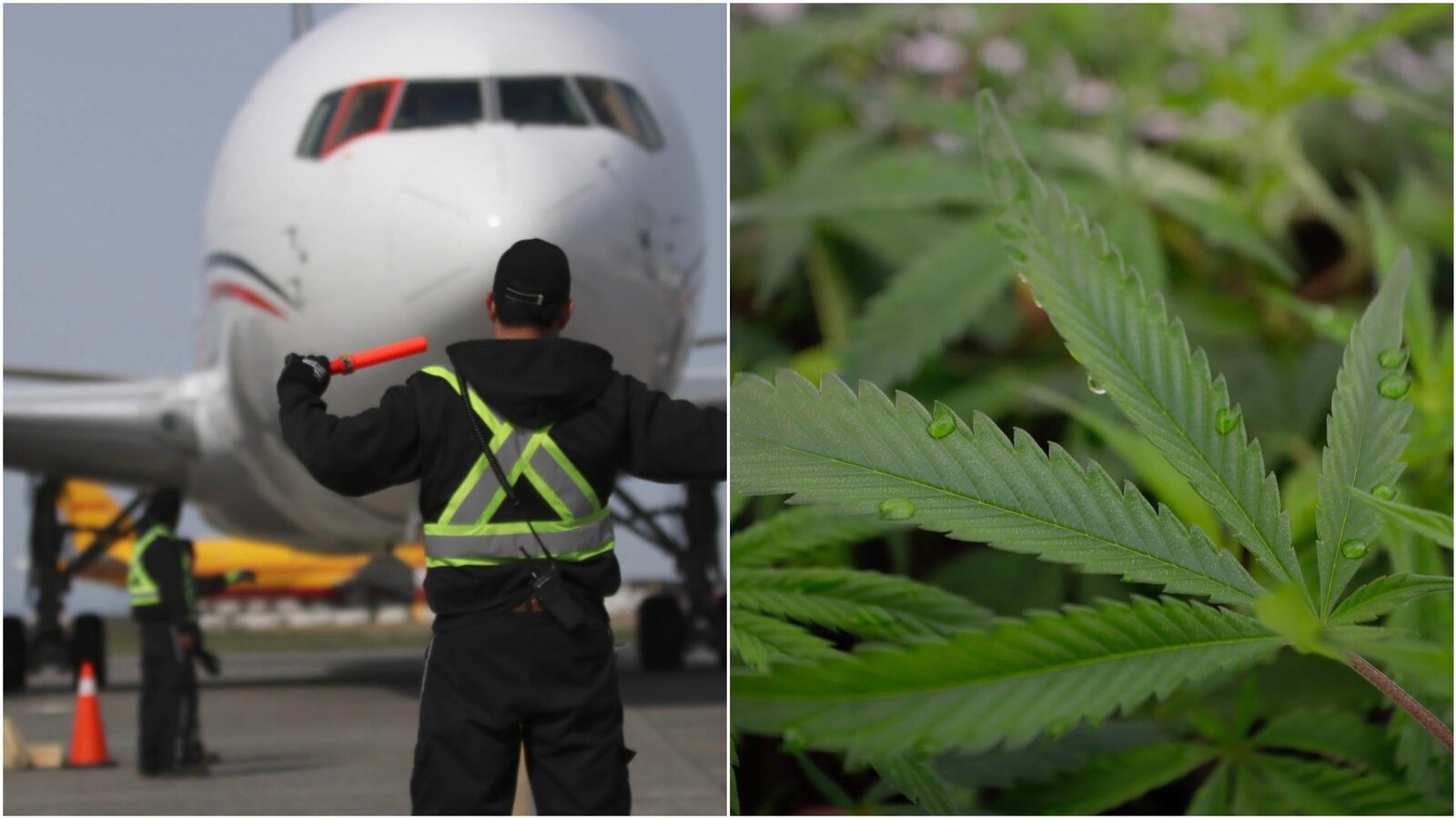 À gauche, un homme qui porte un gilet de haute visibilité donne la direction à un avion. À droite, une plante de majijuana en gros plan.