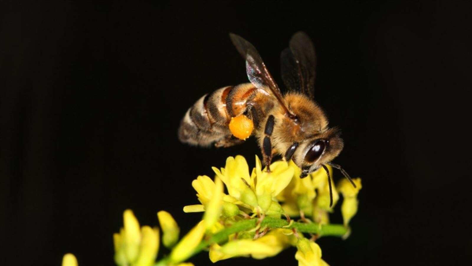 Une abeille