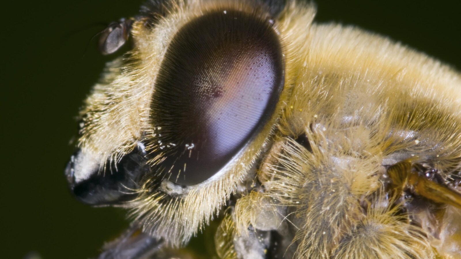 Gros plan sur la tête d'une abeille.