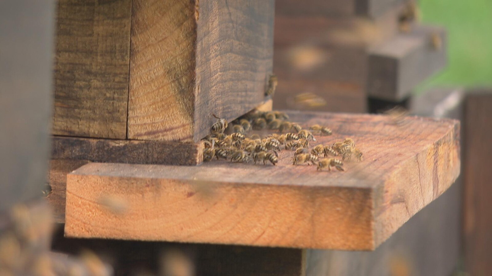 Des abeilles à l'extérieur d'une ruche.