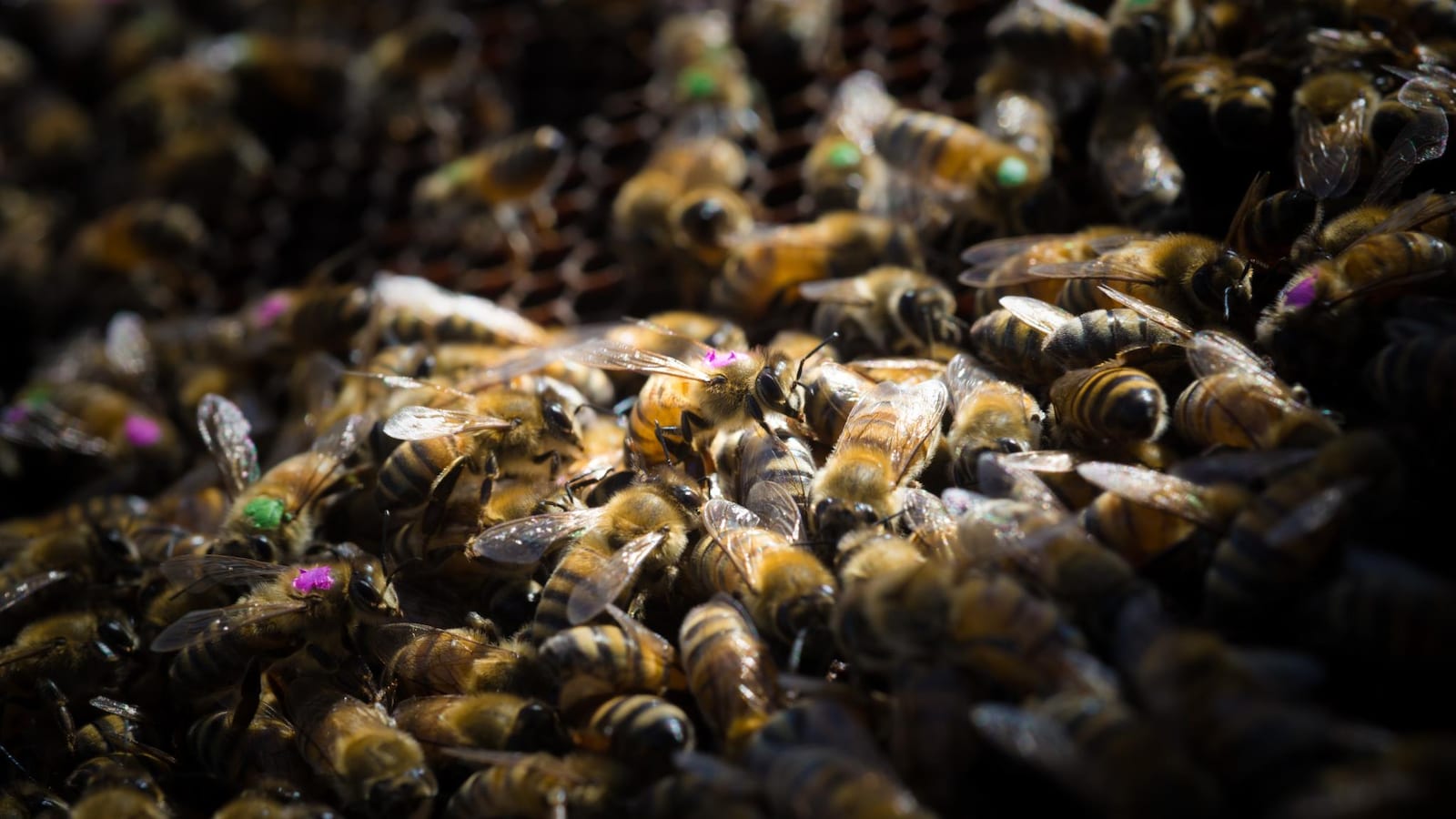 Des abeilles dans une ruche.