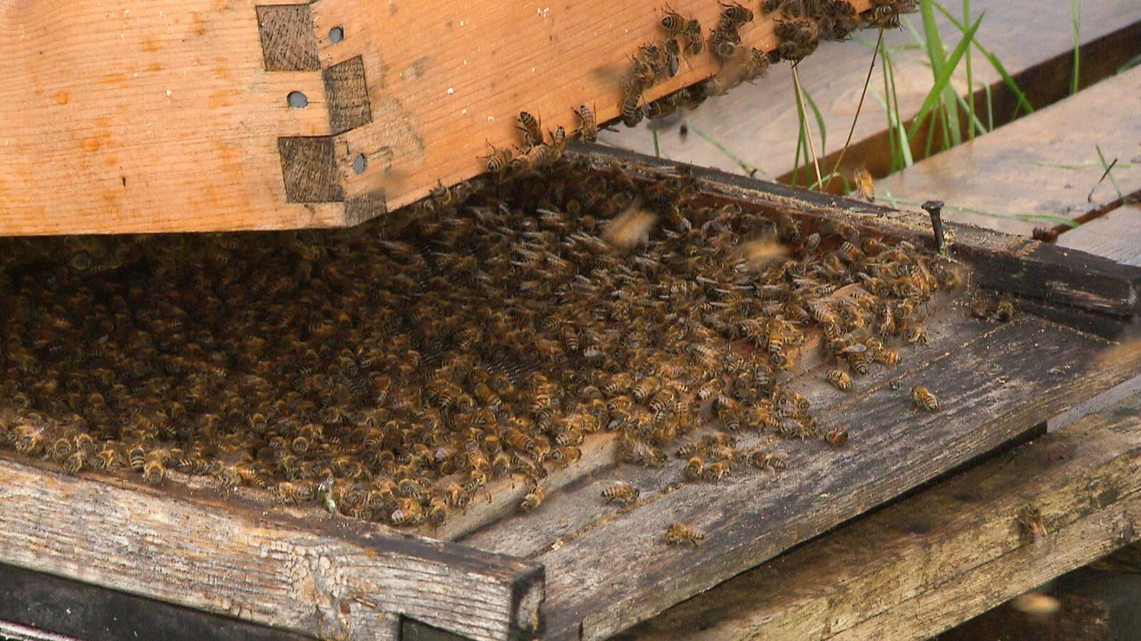 Des abeilles dans une ruche