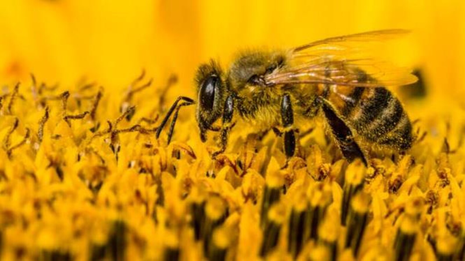 Les pesticides néonicotinoïdes agissent sur le système nerveux central des insectes.