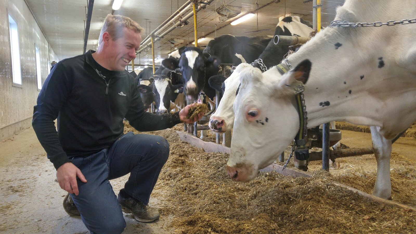 Un agriculteur tend de la nourriture à une vache.