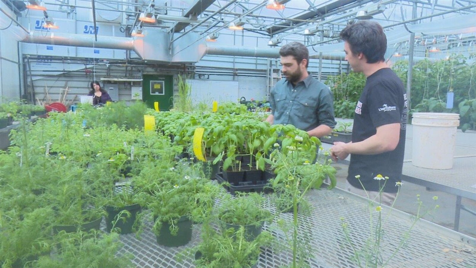 Des étudiants en agriculture biologique du Cégep de Victoriaville