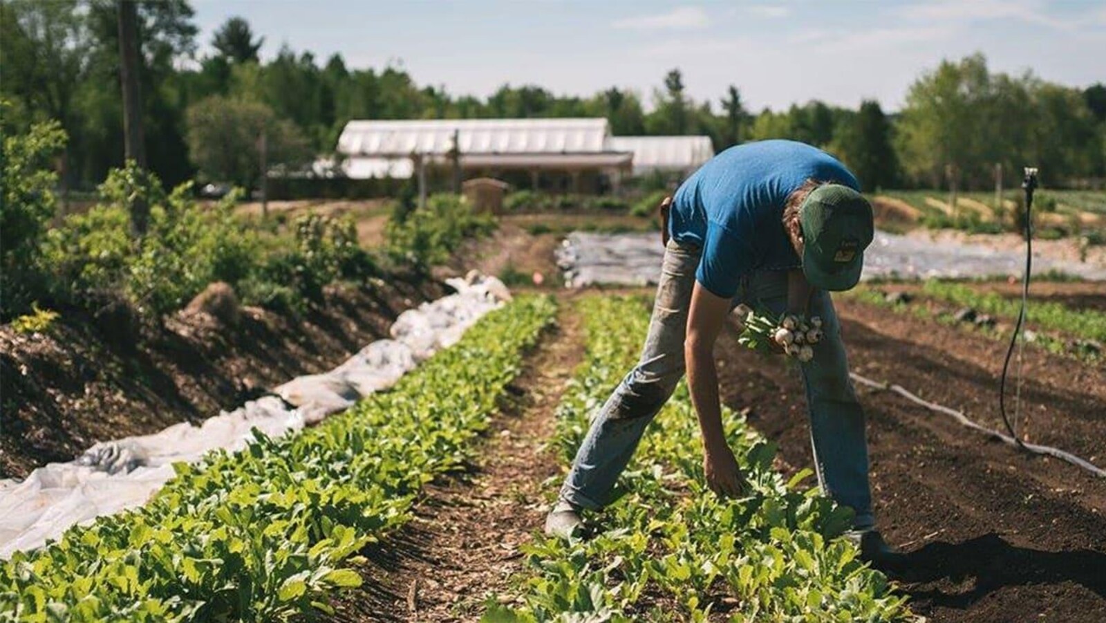 Un homme ramasse des légumes dans un champ.