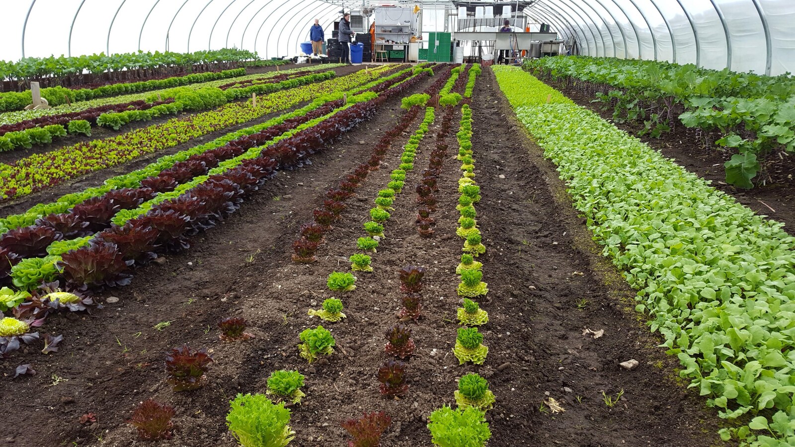 De nombreuses plantes, qui sont toutes alignées dans une serre, sont photographiées pour que l'on voit qu'elles forment de longs rangs. Au loin, on voit des outils et des personnes vêtues d'un manteau.