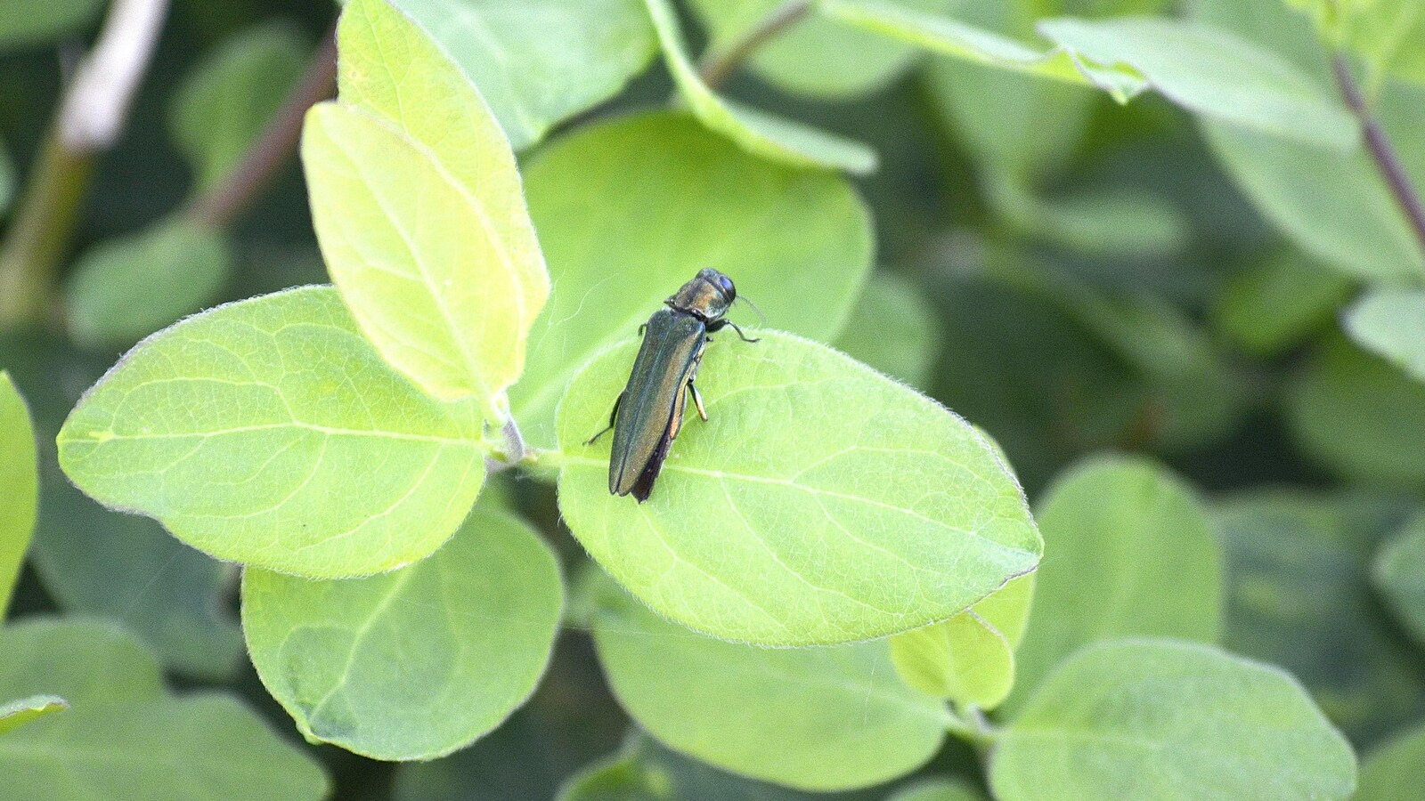 L'agrile du frêne sur une feuille.