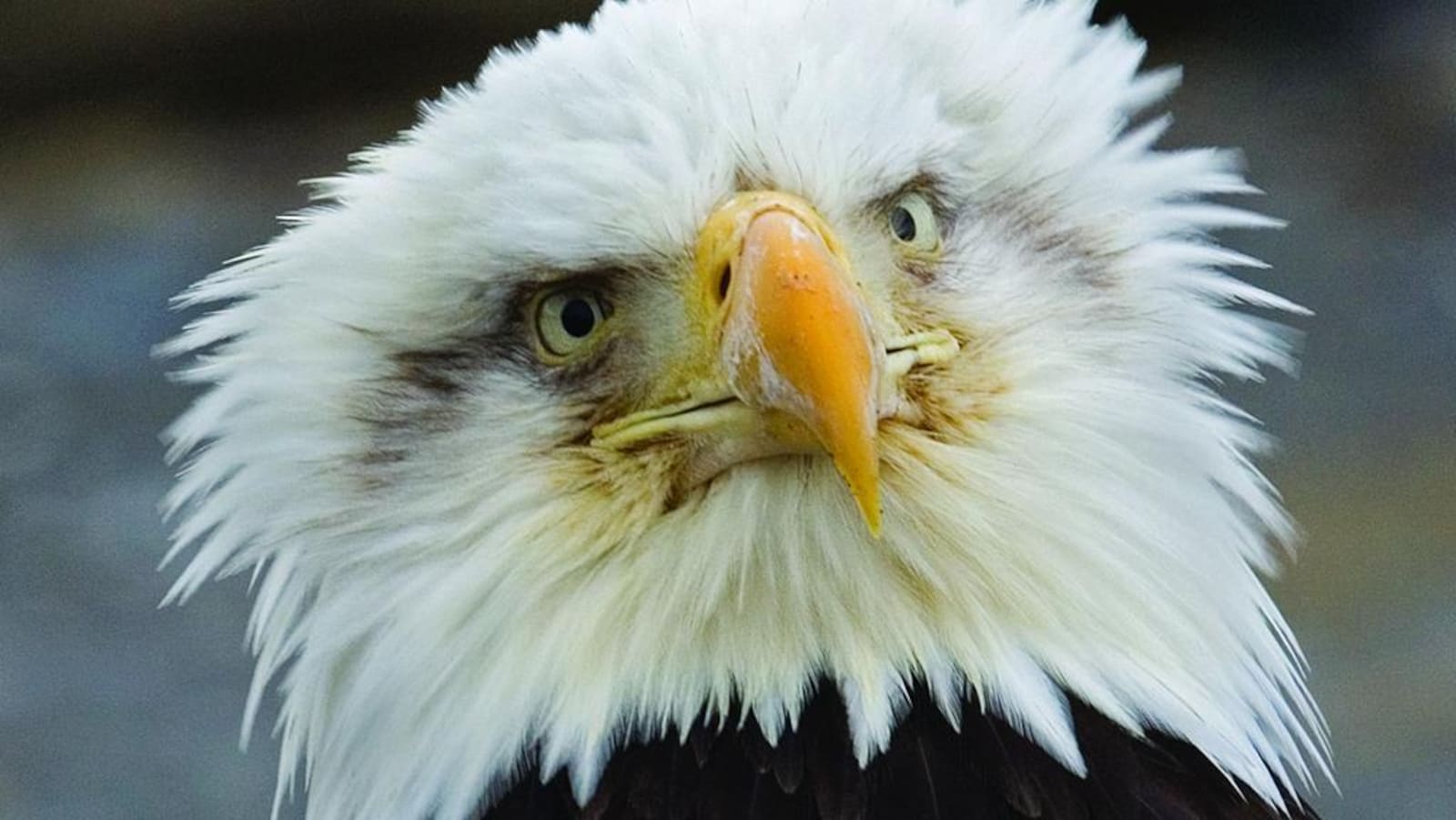 Un aigle.