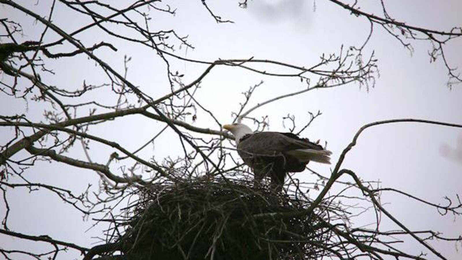 Un aigle se dresse dans un nid de héron