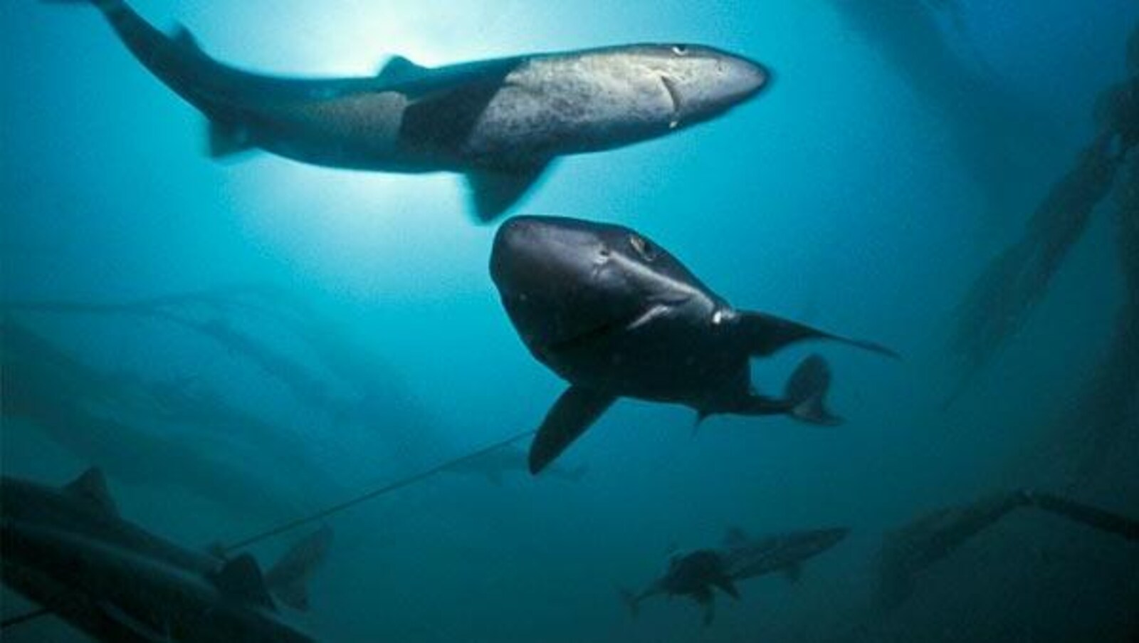 Des aiguillats noirs dans le chenal Laurentien.